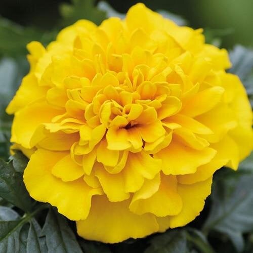 Семена цветов Hem Genetics Бархатцы откл Chica 250 шт. Yellow (BN09592-2)