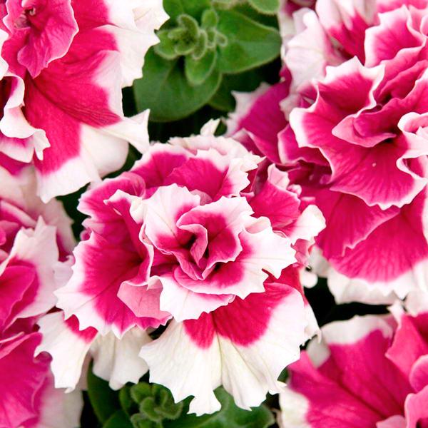 Семена Петуния Махровая Pirouette F1 Rose ТД Гекса-Украина 02-01-204 1000 шт. (IR003206)
