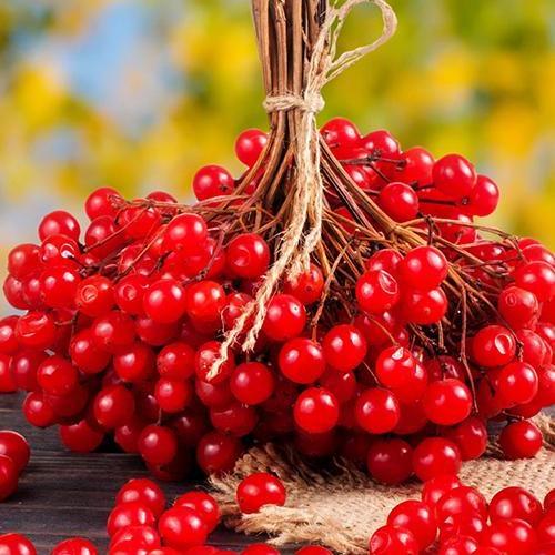 Саджанець Калина звичайна Україночка Ukrainochka преміальний морозостійкий стійкий до захворювань сорт (51171) Саджанець Калина звичайна Україночка Ukrainochka преміальний морозостійкий стійкий до захворювань сорт (51171)