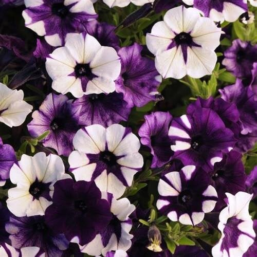 Семена цветов Петуния ампельная SHOCK WAVE F1 Purple Tie Dye PanAmerican 25 шт. (BN07889-3)