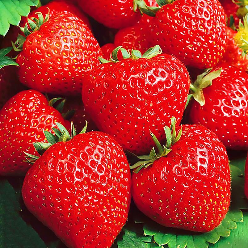 Саженец клубники Cabrillo ремонтантная (1418008526)