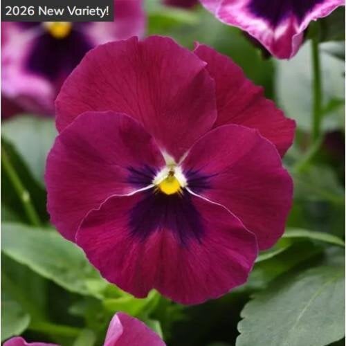 Семена цветов Виола ампельная PanAmerican Top Wave F1 Rose Blotch 25 шт. (BN13158-3)