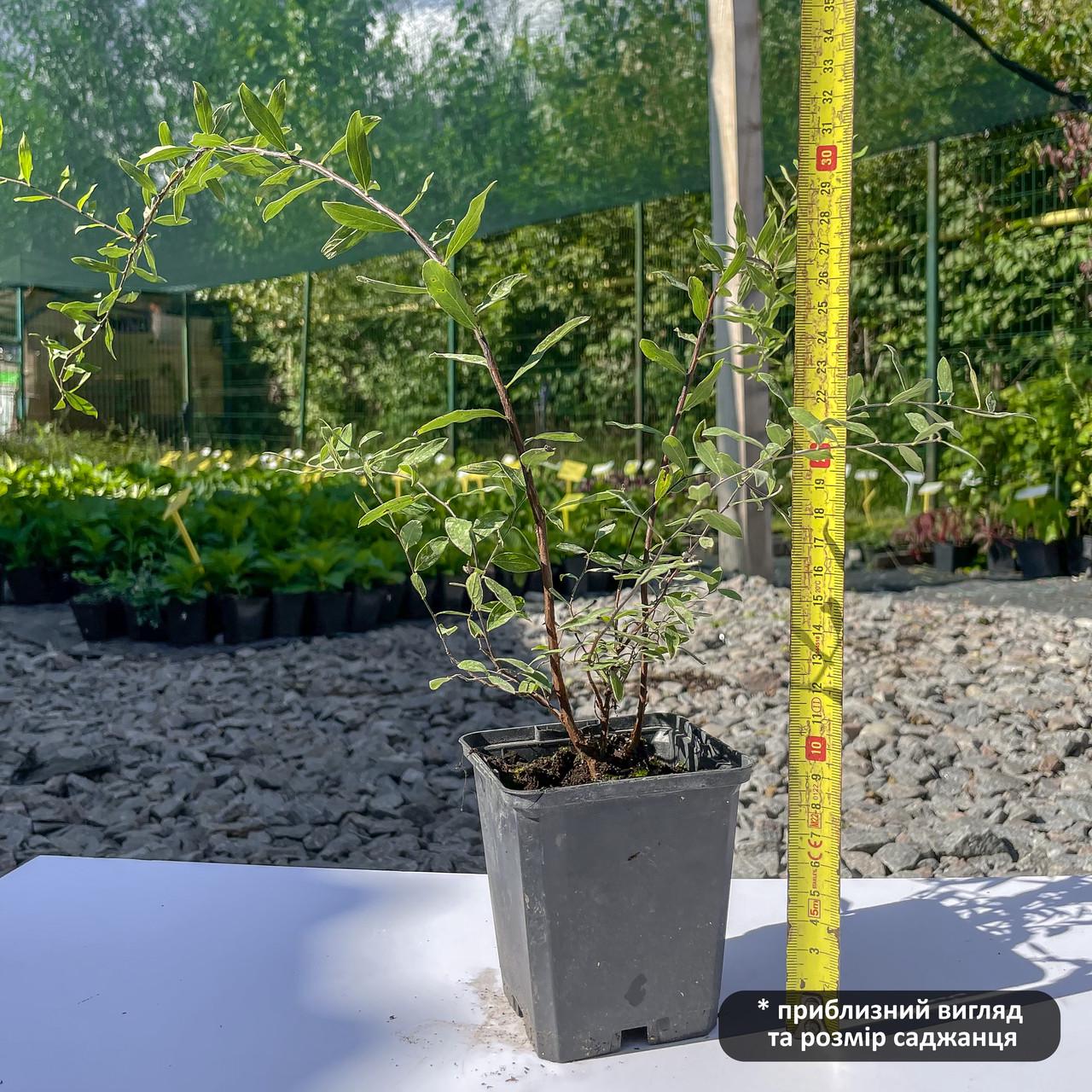 Саджанець спіреї сірої Грефшейм Spiraea cinerea Grefsheim Р9 (1451810108) - фото 2 Саджанець спіреї сірої Грефшейм Spiraea cinerea Grefsheim Р9 (1451810108) - фото 2