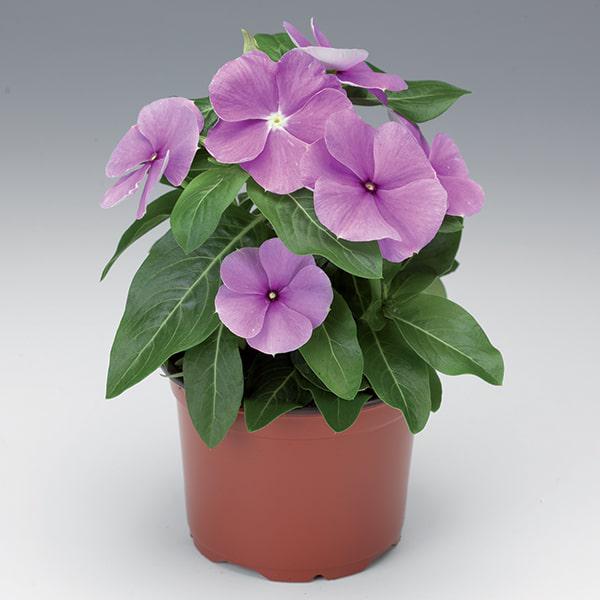 Семена Катарантус SunStorm Purple ТД Гекса-Украина 02-01-345 100 шт. (IR003127)