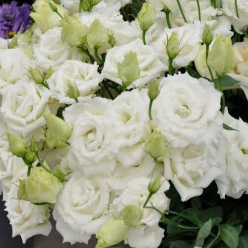 Семена цветов Эустома Лизиантус Alissa 2 White Sakata 1000 шт. (BN10356)