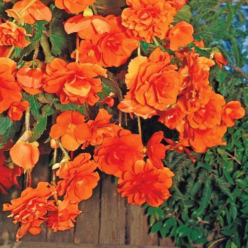 Бегония Florium Pendula Cascade Orange (4572) - фото 2