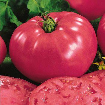 Насіння Томат KS 3811 F1 ТД Гекса-Україна 1000 шт. 01-25-457 (IR00878) Насіння Томат KS 3811 F1 ТД Гекса-Україна 1000 шт. 01-25-457 (IR00878)