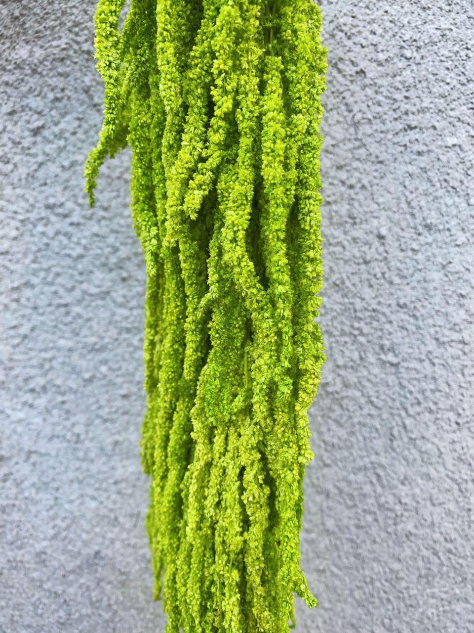 Амарант стабілізований 65-90 см Салатовий