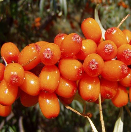 Саджанець обліпихи Чуйська жіноча середня (644538712) Саджанець обліпихи Чуйська жіноча середня (644538712)