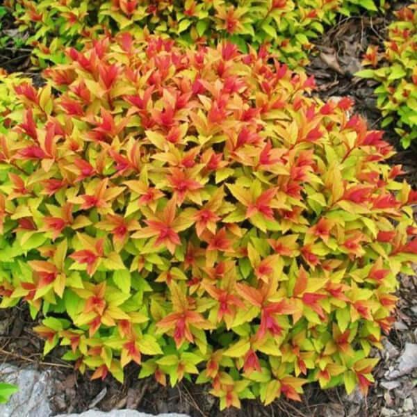 Саженцы Спиреи японской Меджик Карпет Spiraea japonica Magic Carpet горшок 0,5 л