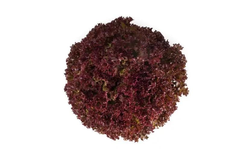 Насіння Салат Лолло Росса Enza Zaden LOCA Organic 1 000 шт. (1993657233) Насіння Салат Лолло Росса Enza Zaden LOCA Organic 1 000 шт. (1993657233)