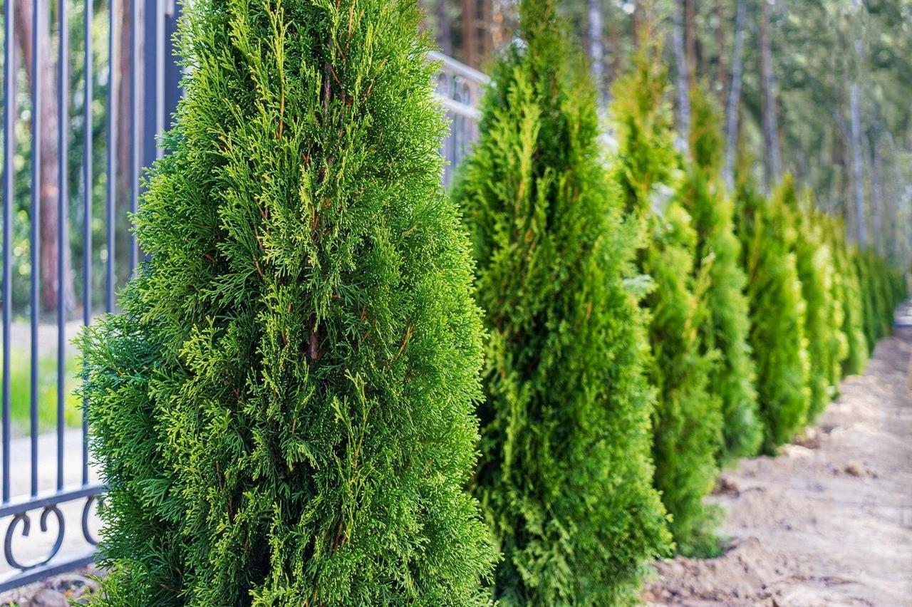 Добриво для хвойних Agrogreen 8 кг (25030936) - фото 2 Добриво для хвойних Agrogreen 8 кг (25030936) - фото 2