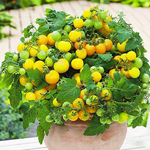 Семена Томат Florium Балконне Чудо Золоте (13998)