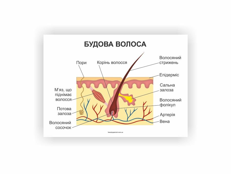 Плакат Vivay Будова волоса 60х80 см (25809615)