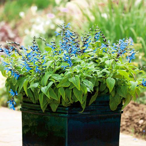 Сальвия Florium Black/Blue (22371)