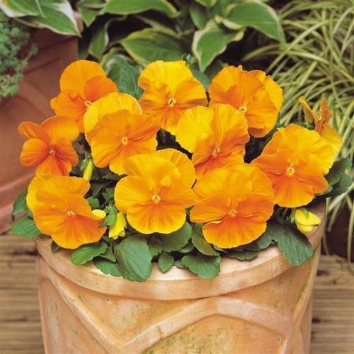 Семена цветов Виола MATRIX F1 ORANGE PanAmerican 100 шт. (BN03383-3)