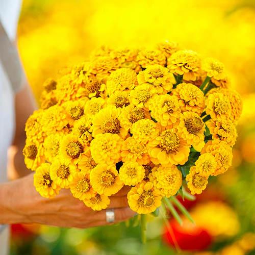 Семена Циния Florium Лилипут Желтая (16016) - фото 3