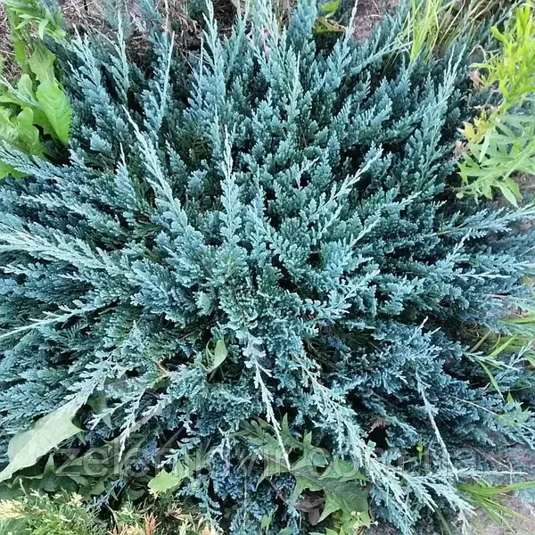Саджанець ялівцю горизонтального Juniperus horizontalis Blue Chip Р9 (644870869) - фото 2