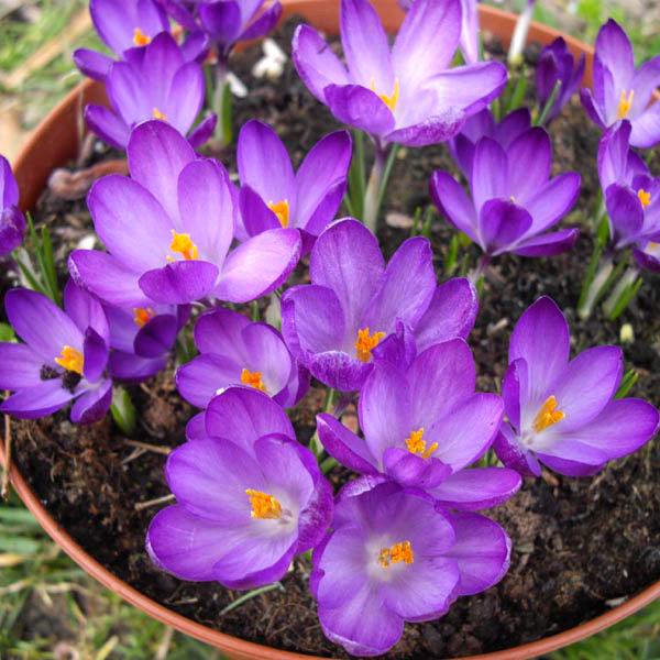 Крокус ботанический Уайтвелл Перпл Whitewell 15 шт. Purple (38293394)