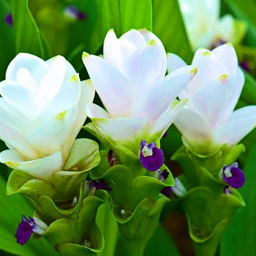 Куркума Florium White Wonder (4436)