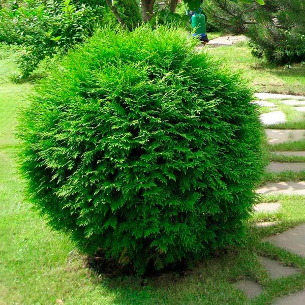 Саженец туи западной Thuja occidentalis Globosa Р9 (645207867)