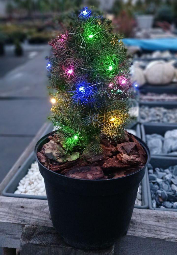 Ялинка в горщику жива з декором Коніка (23183248)