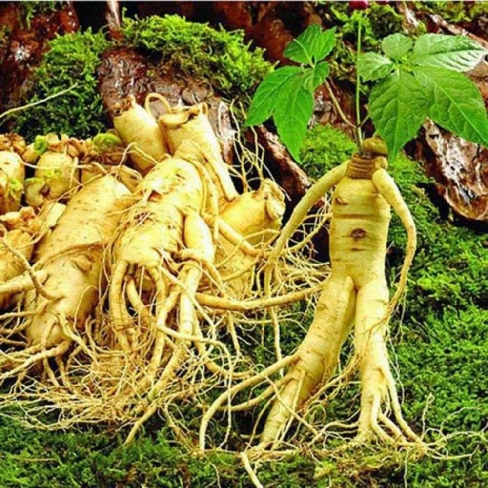 Семена женьшень обыкновенный Panax ginseng 5 шт. - фото 8