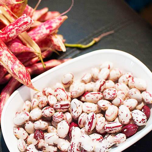 Насіння Квасоля Florium Кущова Перлина пакет гігант (14269)