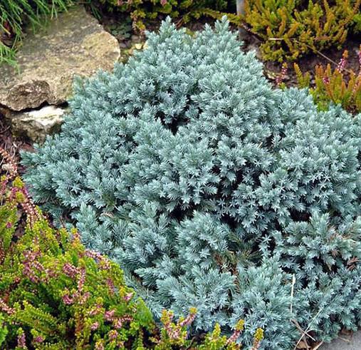 Саджанець ялівцю лускатого Juniperus squamata Blue Star Р9 (645171239) - фото 3 Саджанець ялівцю лускатого Juniperus squamata Blue Star Р9 (645171239) - фото 3