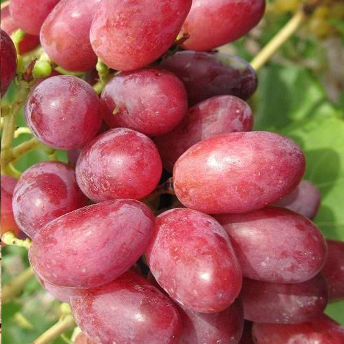 Сажанець Виноград Шахін Ірану ранній термін дозрівання грона добре зберігаються і транспортуються (17707)