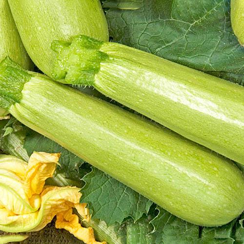 Насіння Кабачок Florium Грибовський (10236)