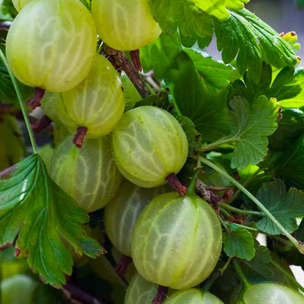 Саженец крыжовника Изумруд (14965110) Саженец крыжовника Изумруд (14965110)