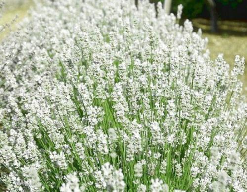 Саженцы лаванда Arctic Snow Lavender angustifolia в горшке 0,5 л средняя высота 10 см - фото 2 Саженцы лаванда Arctic Snow Lavender angustifolia в горшке 0,5 л средняя высота 10 см - фото 2