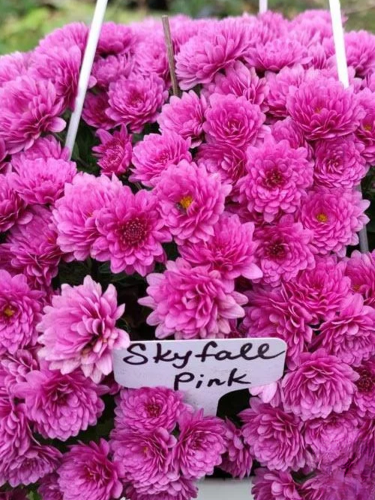 Хризантема ампельная Skyffal в подвесном кашпо Pink (6925)