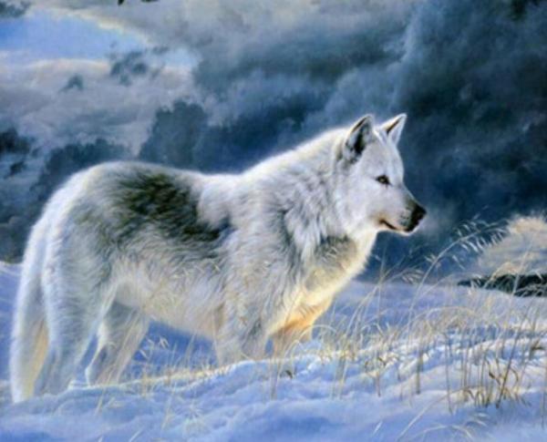 Картина по номерам Josef Otten Животные Волк 40х50 см в термопакете (9396EPH_O-mt) Картина по номерам Josef Otten Животные Волк 40х50 см в термопакете (9396EPH_O-mt)