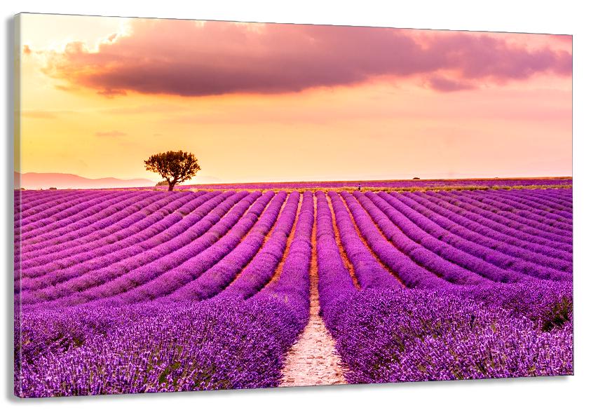 Картина на холсте в гостиную/спальню Поле Лаванды 50х100 см (MLP_321)