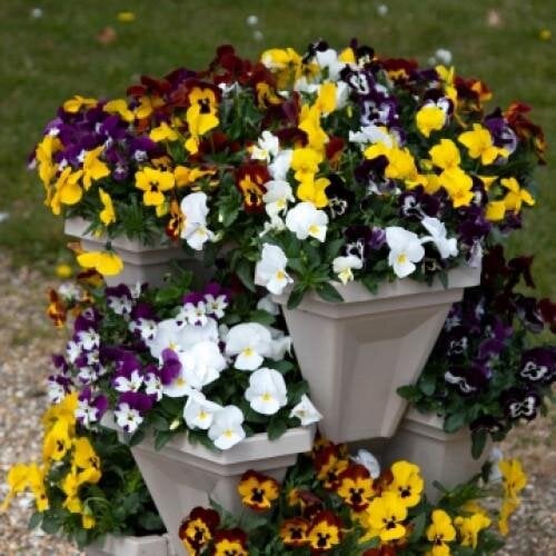 Семена цветов Виола ампельная Freefall XL F1 Formula Mix Floranova 250 шт. (BN10533-2)