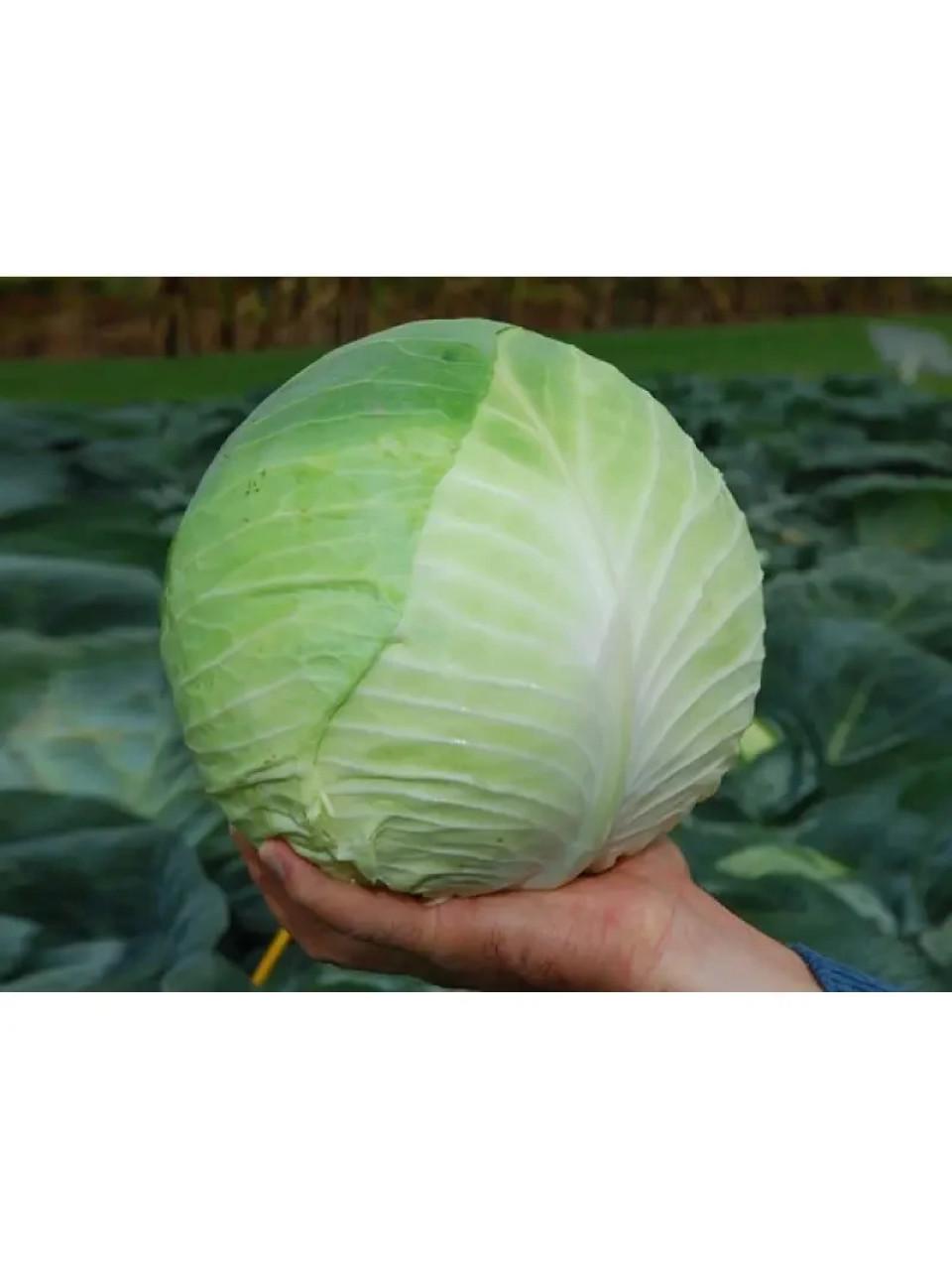 Семена Капуста Белоголова Clause CENTURION F1 10 000 шт. (1991414821)