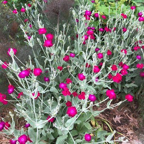 Семена Лихнис корончатый Silene coronaria 0,1 г/уп. - фото 3