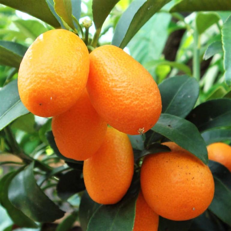 Саджанці кумквата Нагами (1454151169)