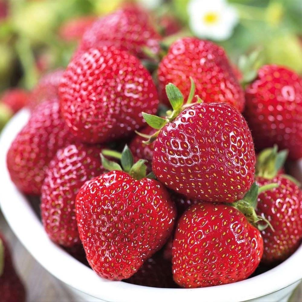 Саженец клубники Silvia поздняя сочная (1541898254)