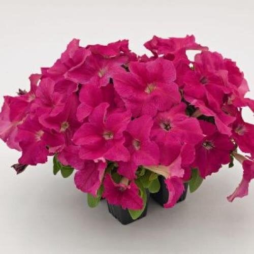 Семена цветов Петуния крупноцветная SUCCESS! HD Pink Benary 500 шт. (BN10285-2)