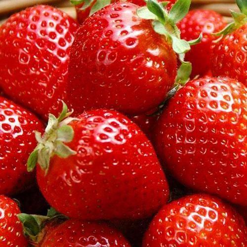 Саджанець Полуниця Спокуса ремонтантний сорт один із найкращих ранній термін дозрівання 5 шт. (44703)