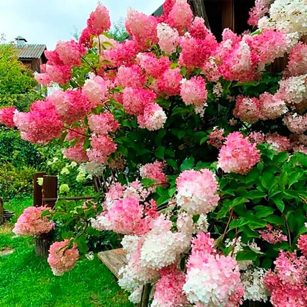Саженец Гортензия метельчатая Hydrangea paniculata Fraise Melba Р9 (2-56)