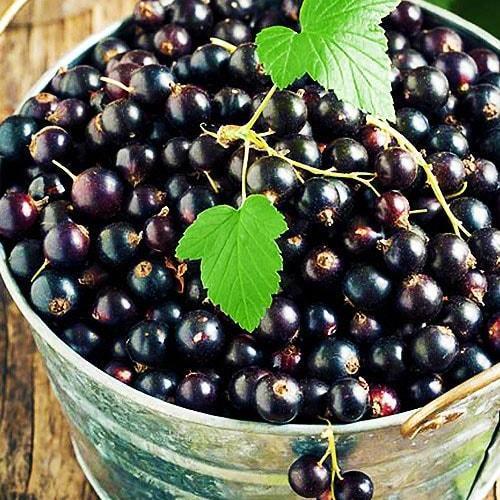 Сажанець Смородина чорна Рубен Ruben середній термін дозрівання (19922)