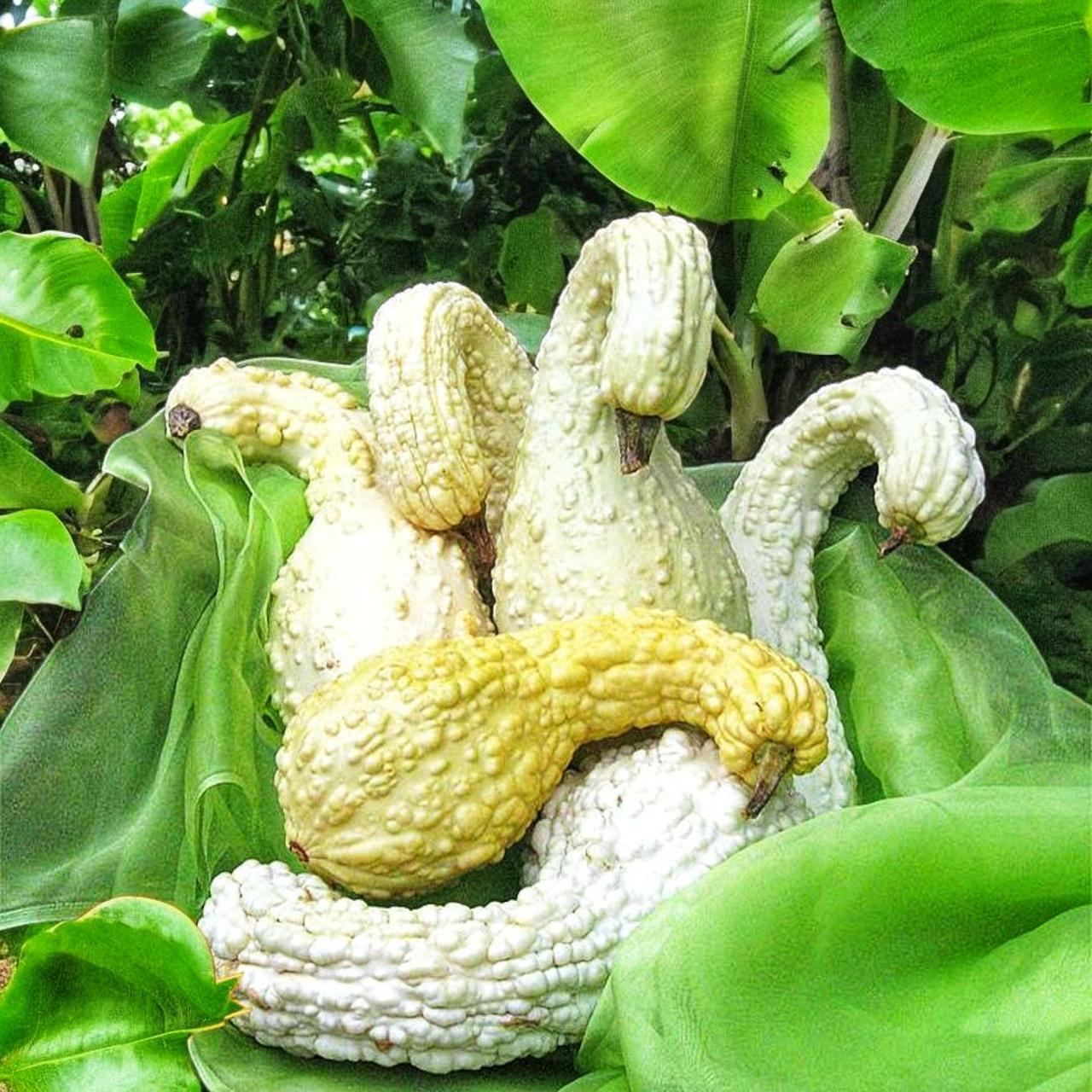 Насіння Крукнек кремовий/білий Cucurbita pepo 5 шт. (2521432592)