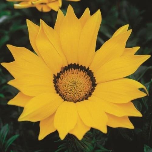 Семена цветов Газания Syngenta Gazoo Yellow With Ring 1000 шт. (BN01068)