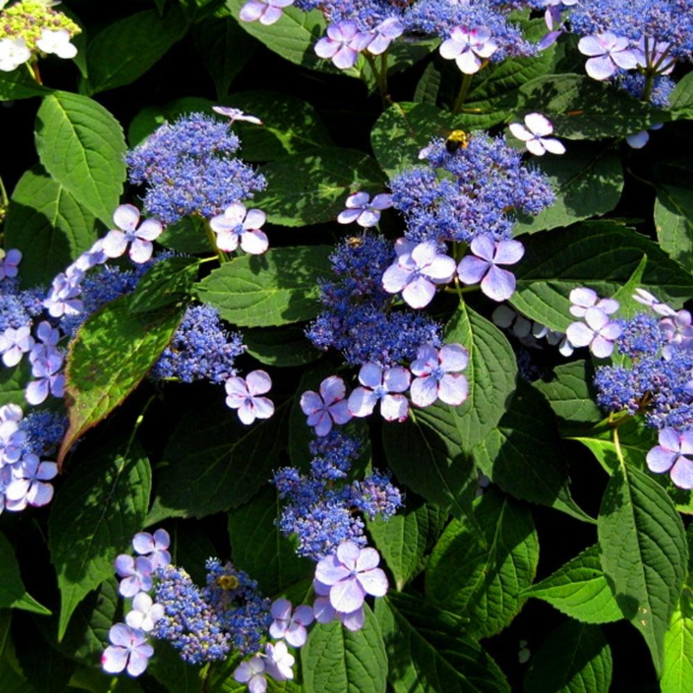 Гортензия пильчатая Блюдорд Hydrangea Bluebird 3 шт. (38281767)