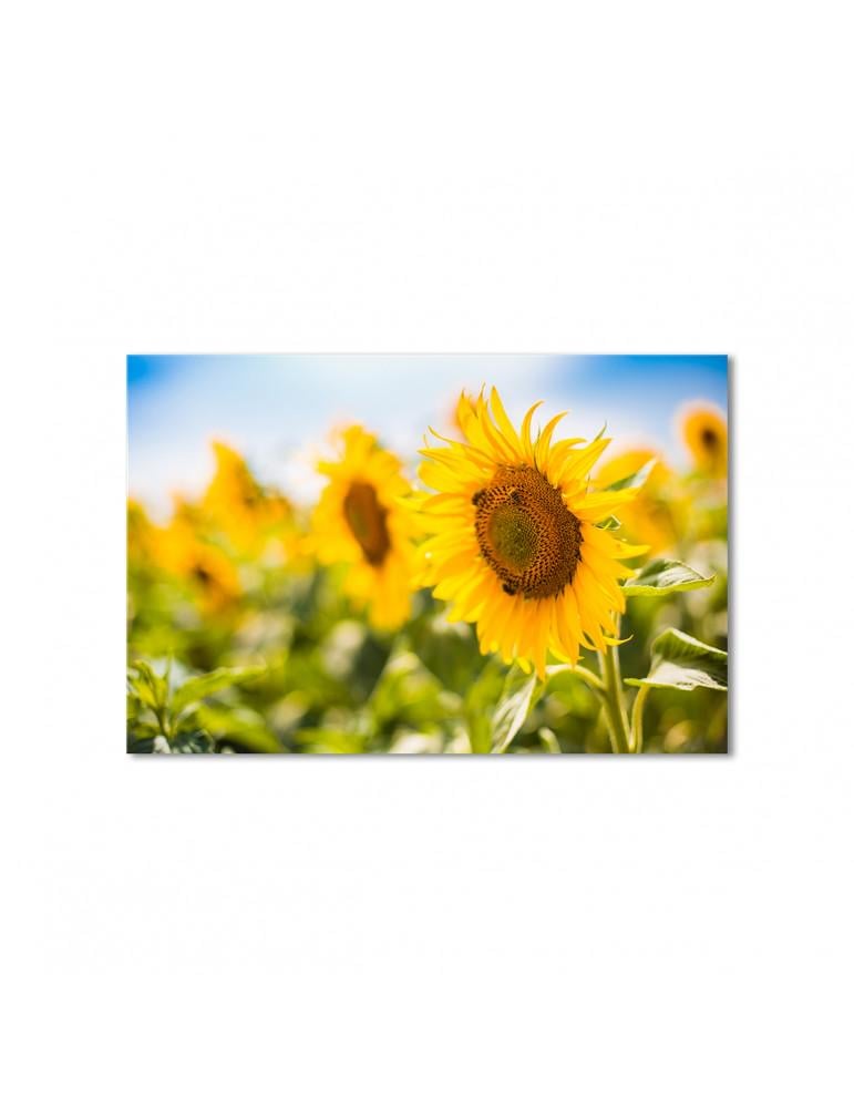 Картина модульная Подсолнухи 1 модуль 50x75 см