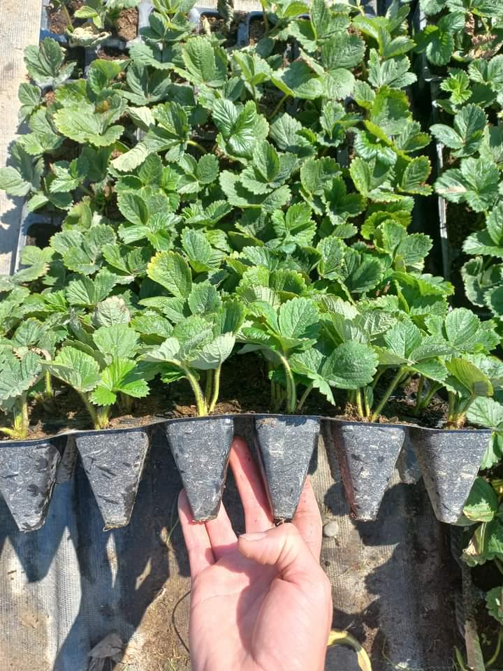 Саджанці полуниці Альба 96 шт. - фото 3 Саджанці полуниці Альба 96 шт. - фото 3